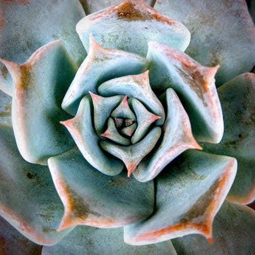 Gratis stockfoto met agave, bovenaanzicht, detailopname