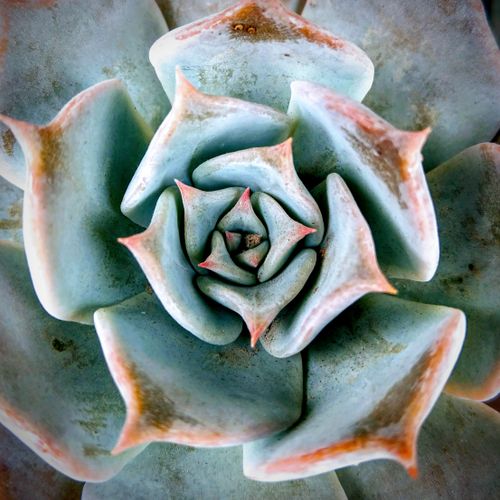 Free A detailed close-up of an Echeveria succulent displaying its unique rosette pattern and pointy leaves. Stock Photo