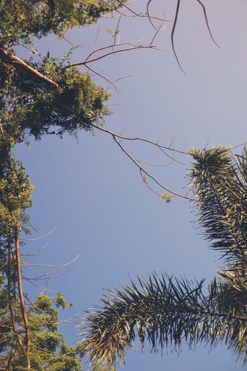 Free A serene view of palm and tree branches against a clear blue sky, capturing a summer vibe. Stock Photo