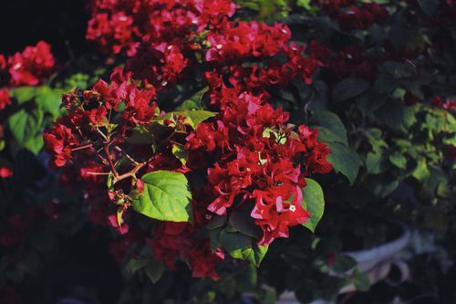 Free Close-up of a vibrant red bougainvillea plant with lush green leaves, captured outdoors in daylight. Stock Photo
