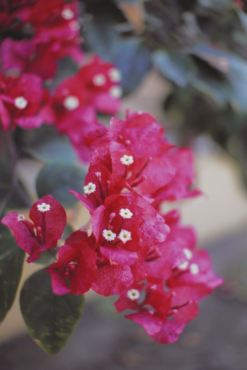 Free Close-up of vibrant pink bougainvillea flowers with small white centers, highlighting nature's beauty. Stock Photo