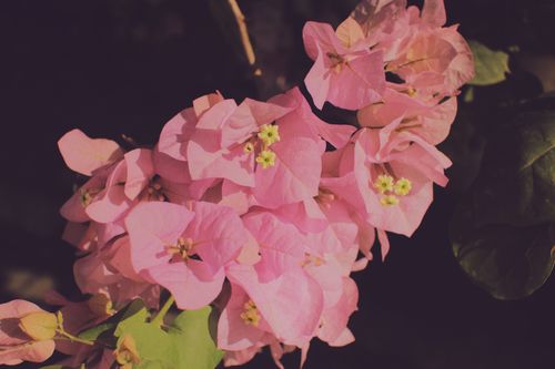 Free Vibrant pink bougainvillea flowers in full bloom showcasing delicate petals. Stock Photo