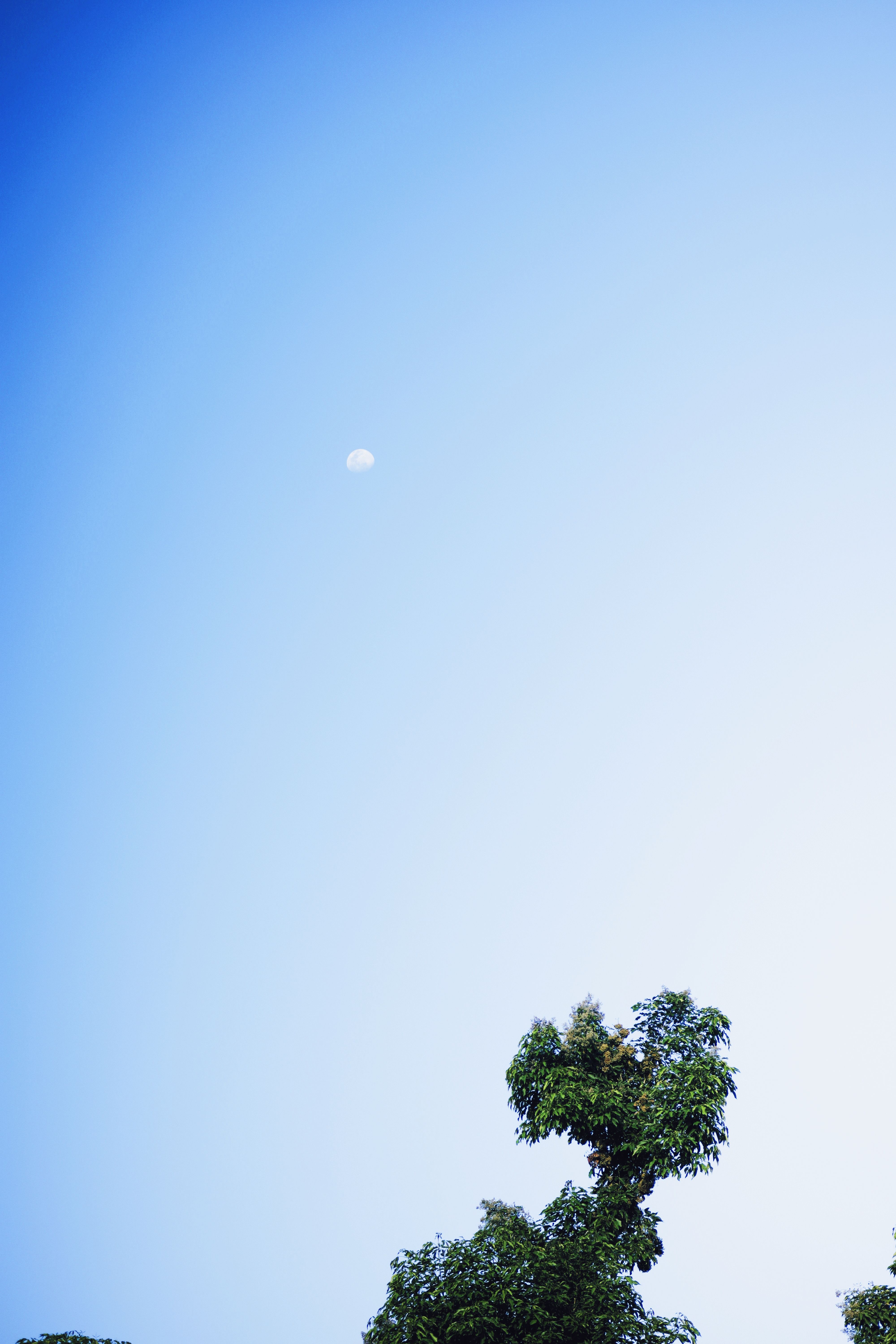 Green Tree Under the Blue Sky · Free Stock Photo