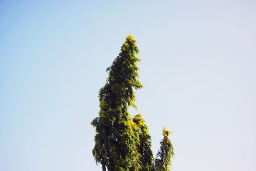 Tall Monoon Longifolium tree with lush green leaves against a clear blue sky.