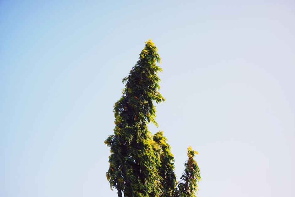Tall Monoon Longifolium tree with lush green leaves against a clear blue sky.