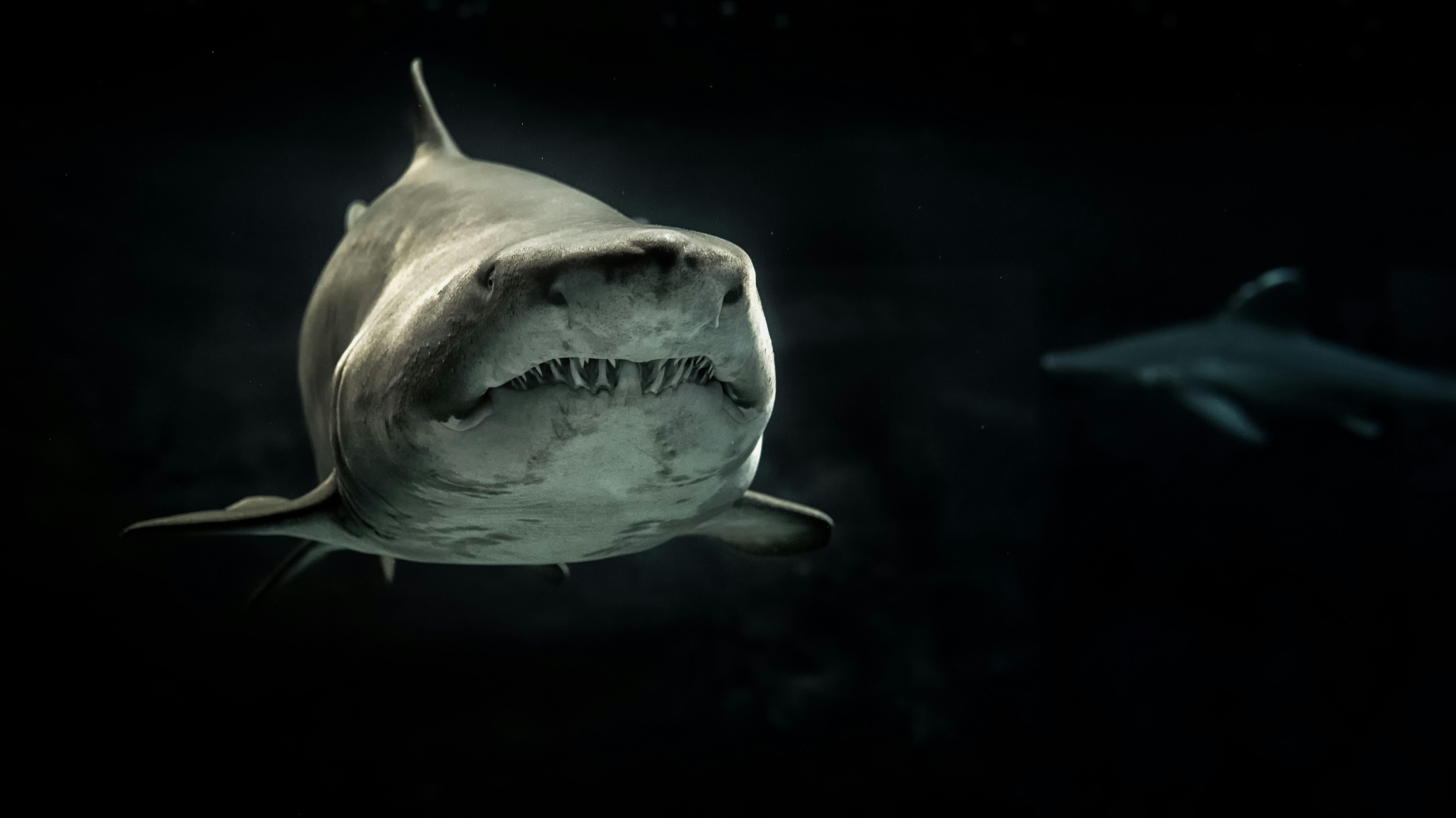 great white shark wallpapers for desktop