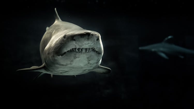 Selective Photo Of Gray Shark