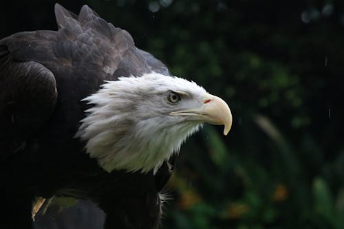 White and Black Eagle in Close Up Photography