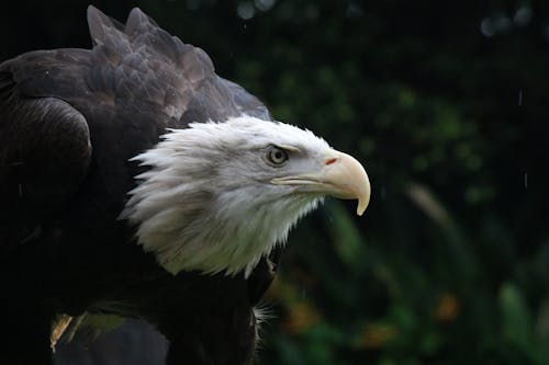 Fotos de stock gratuitas de águila, Águila calva, animal