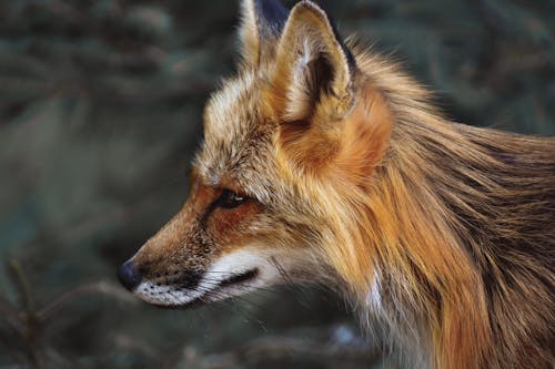 Red Fox in Close-Up Photography