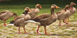 Brown and Black Duck on Water