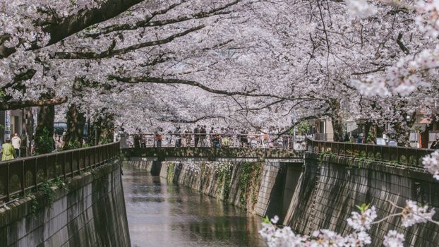 Nakameguro canal bars