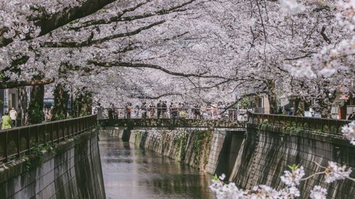 Free Beautiful cherry blossoms in full bloom over a riverside bridge during spring. Stock Photo