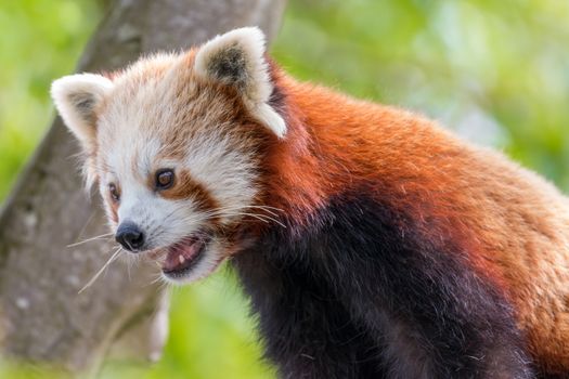 Close Up Shot of a Red Panda 