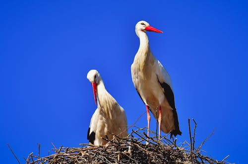 White Storks on a Nest