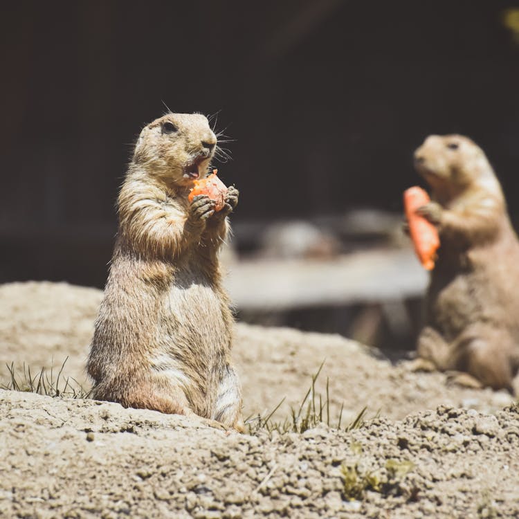 Prairie Dogs Eating Carrots 