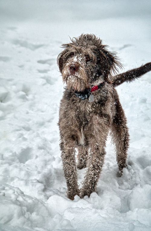 Free A playful labradoodle stands in the snow, showcasing its natural coat against the white backdrop. Stock Photo