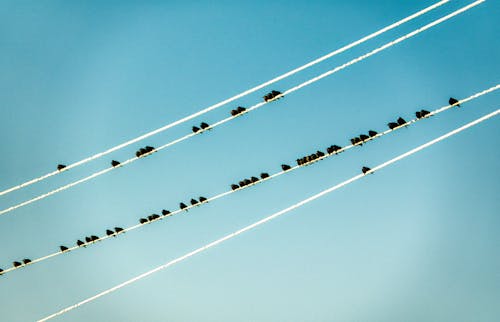 Free Flock of Birds Perching on Wire  Stock Photo