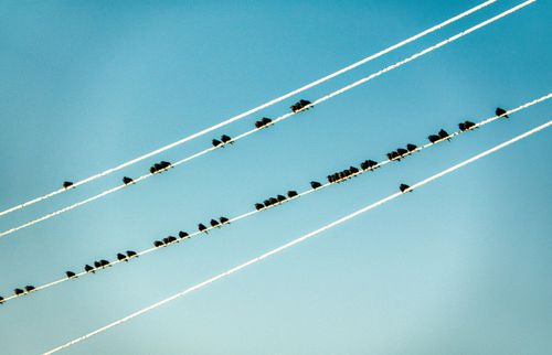 Free A serene scene of birds resting on electric wires against a clear blue sky, showcasing nature's harmony. Stock Photo