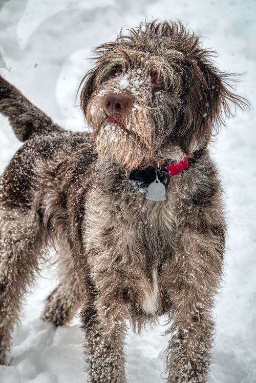 Free A shaggy dog with a red collar playing in snow, capturing winter joy and furry playfulness. Stock Photo