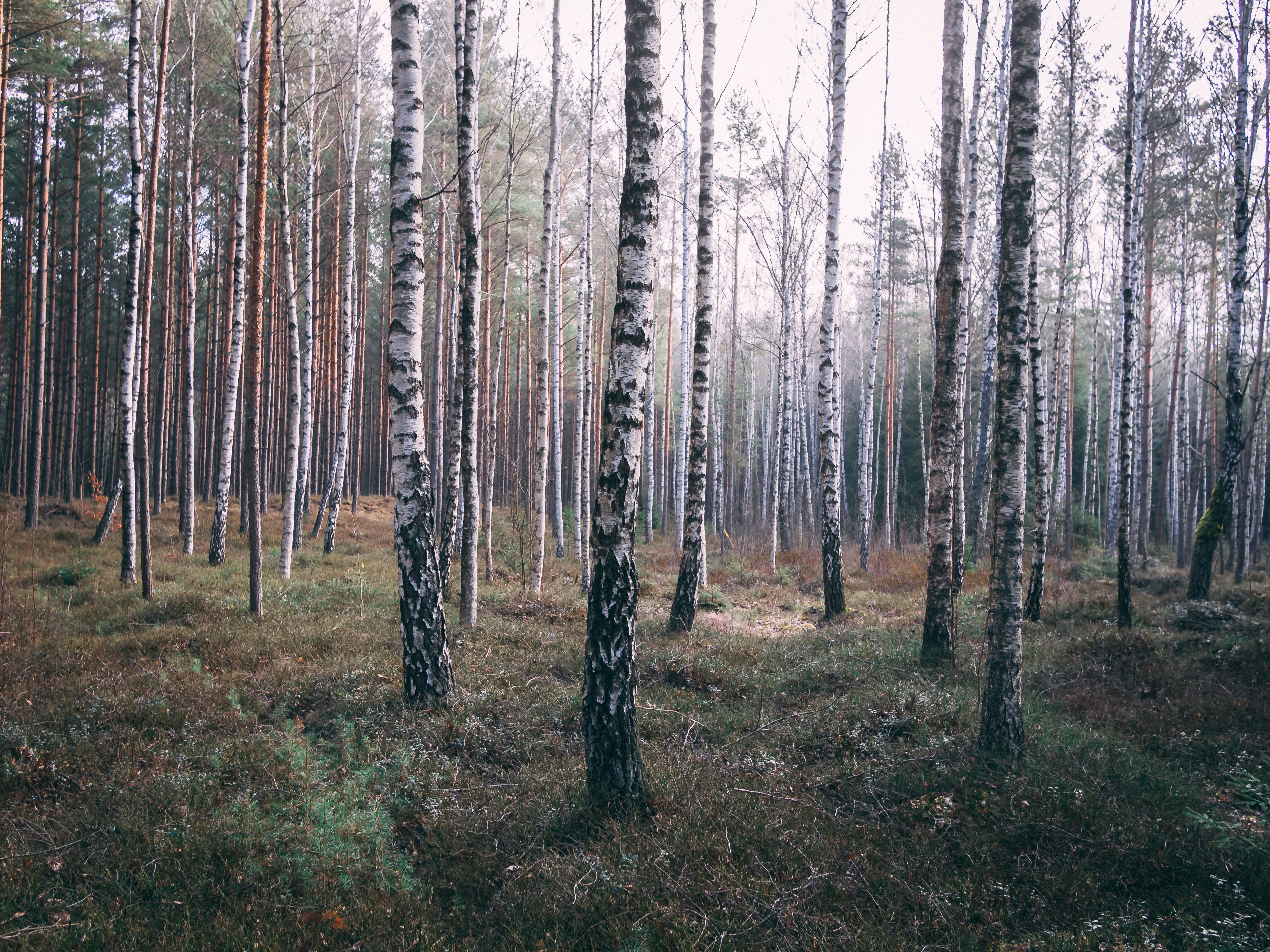 Captivating view of tall birch trees in a serene Swedish forest in Lidköping.