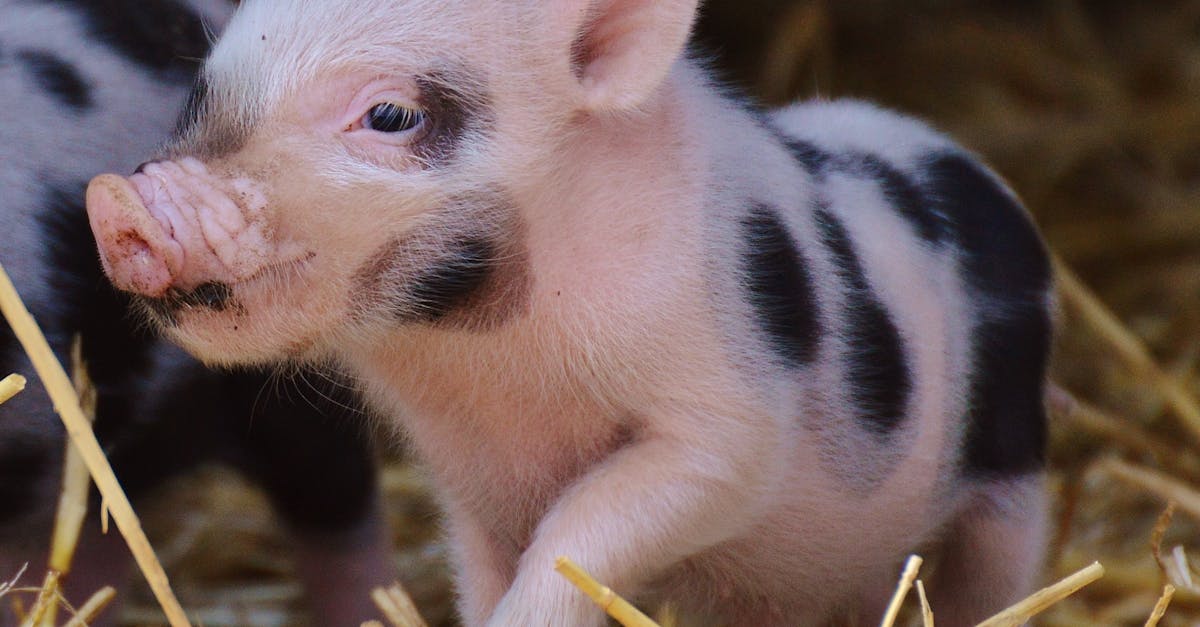 金運臨門!誠品生活春節推出限量「金豬GOLDENPIG」撲滿