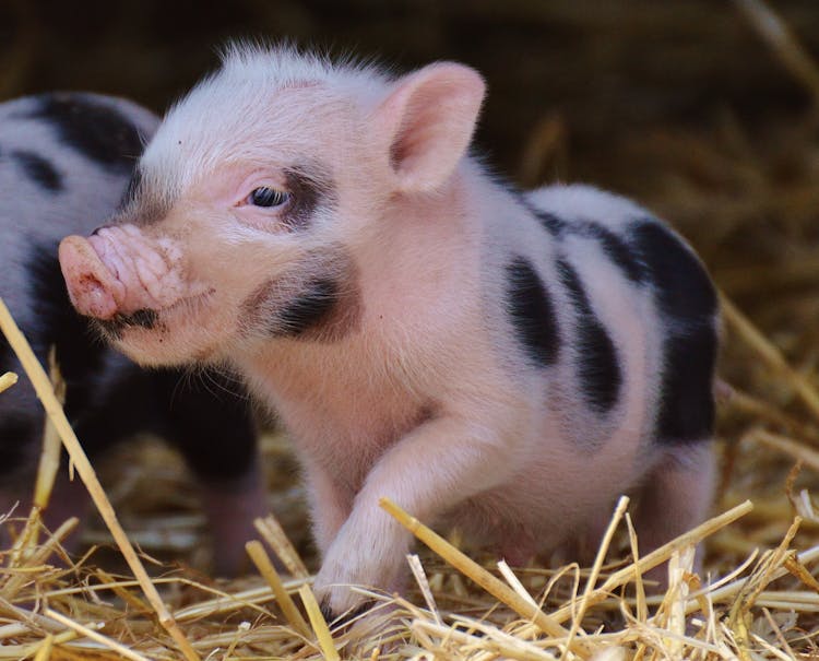 White And Black Piglet On Brown Grass