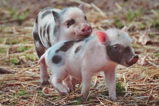 Two cute piglets playing outdoors, showcasing their playful nature.