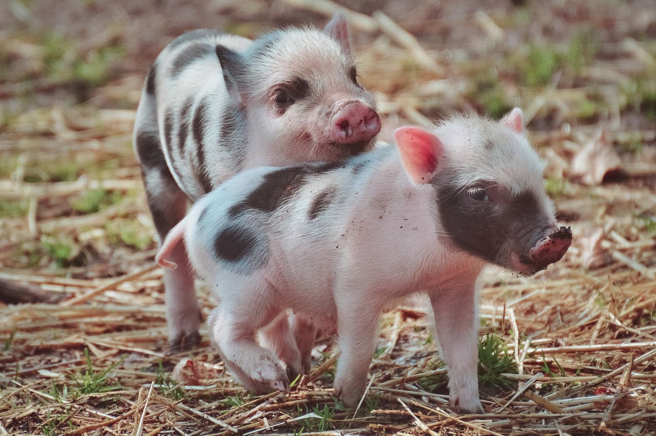 two cute piglets playing outdoors showcasing their playful nature