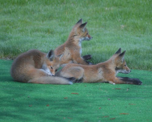 Free stock photo of red fox