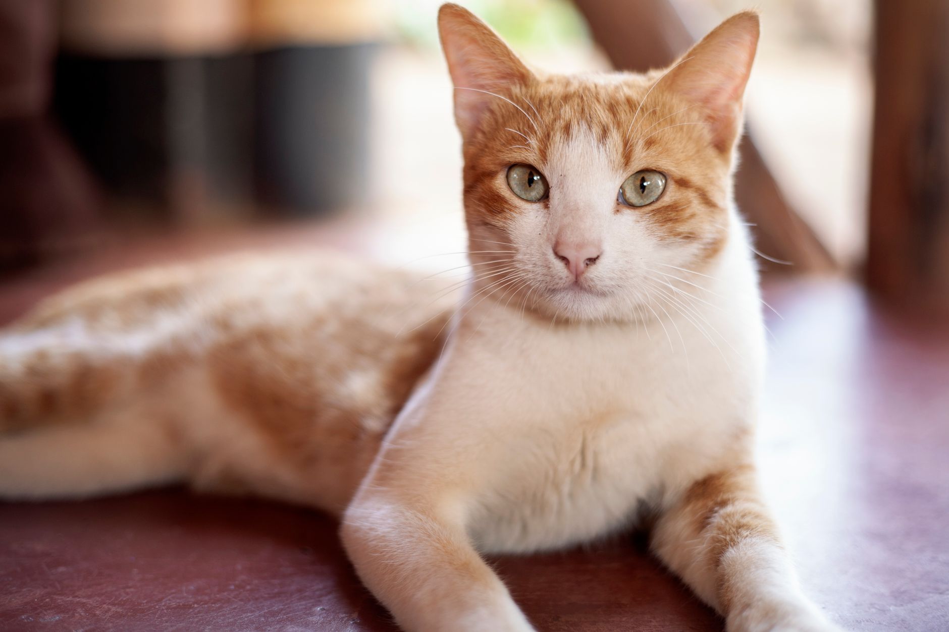 How to Keep an Indoor Cat Entertained: Fun Tips for Happy Cats