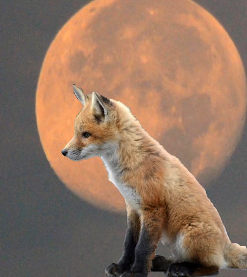 Free stock photo of moon red fox