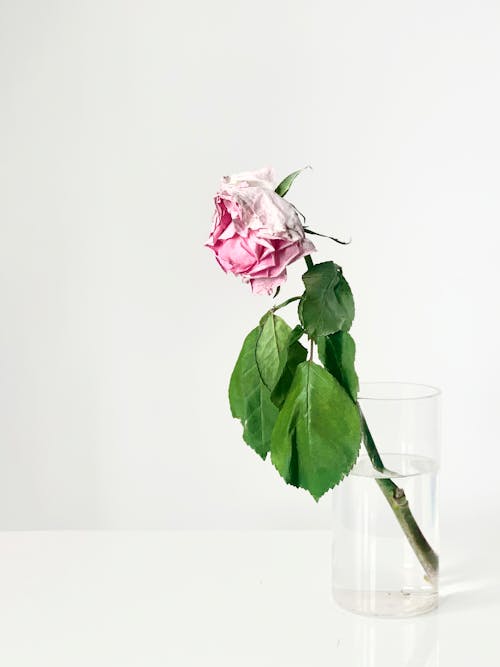 Pink Roses in Clear Glass Vase