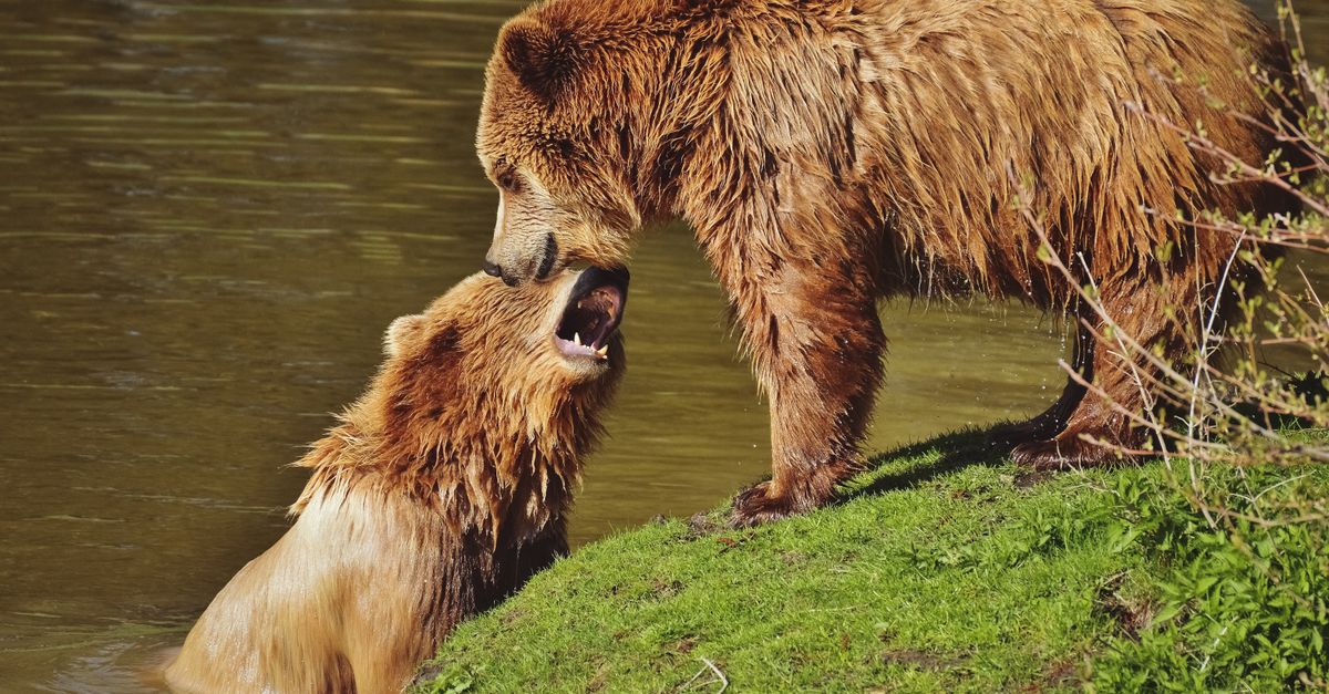 bears