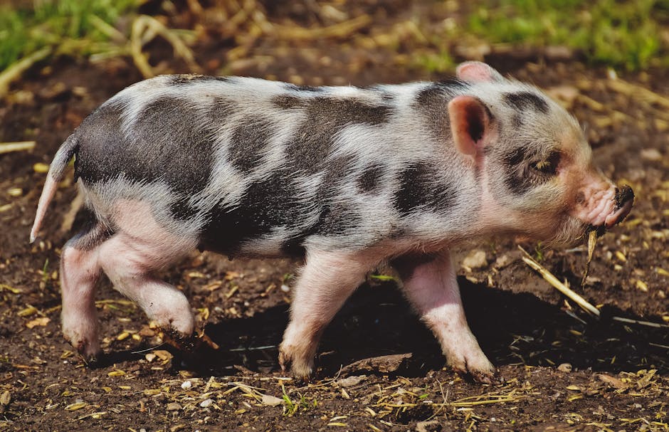 60 Best Sow Photos · 100% Free Download · Pexels Stock Photos 60 Best Sow Photos · 100% Free Download · Pexels Stock Photos