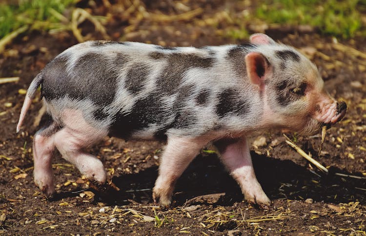 White And Black Piglet On Brown Soil