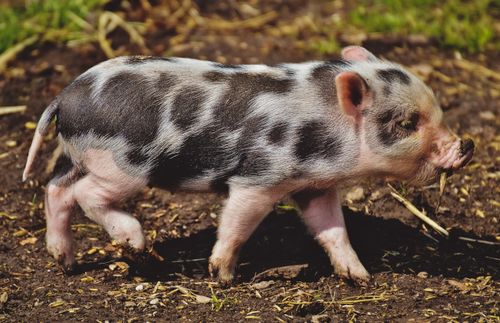 Free Adorable spotted piglet walking on a farm outdoors, showcasing its curious nature. Stock Photo