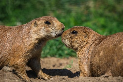 Free Close-up of two affectionate prairie dogs nuzzling each other in a sunlit field, showcasing natural wildlife behavior. Stock Photo