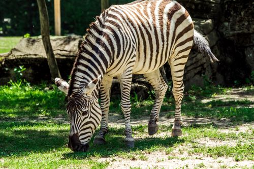 Free A zebra grazing on grass in a sunny zoo setting, showcasing its iconic stripes. Stock Photo
