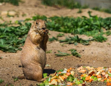 A cute prairie dog enjoying a meal outdoors in South Bend.