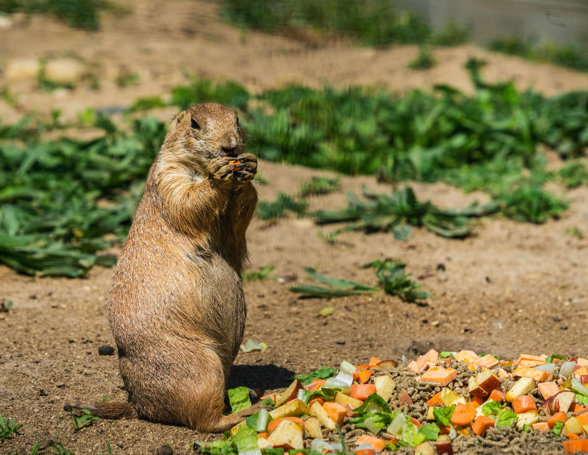 Brown Prairie Dog in Close Up Photography