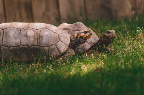 Foto d'estoc gratuïta de adorable, animals, bufó