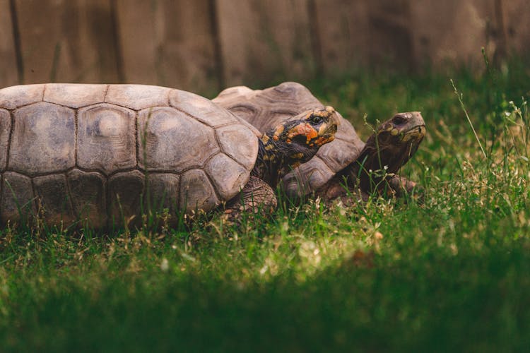 Tortoises On The Grass