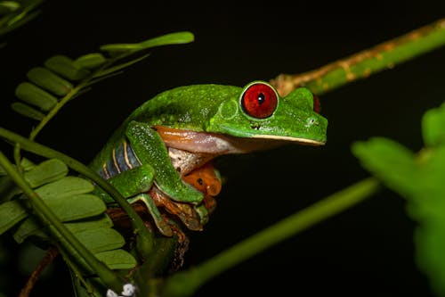 Green Frog in Close Up Photography