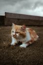 Orange and White Cat on the Grass