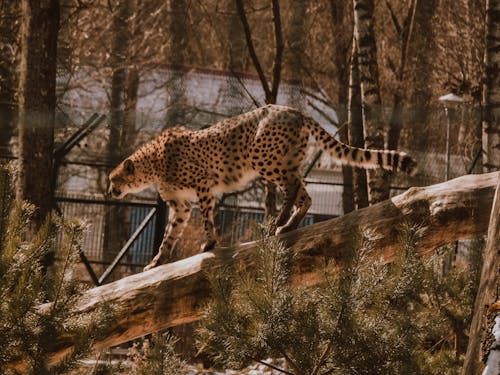 Free stock photo of animal photography, cheetah, one animal Stock Photo