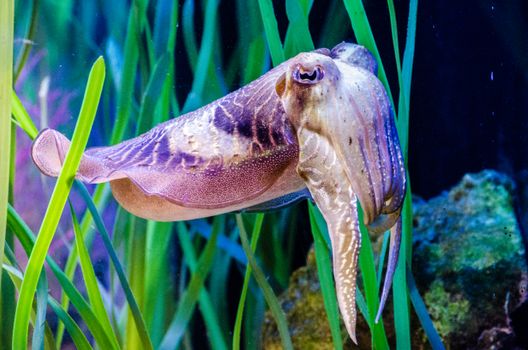 Vibrant close-up of a cuttlefish swimming among aquatic plants in an aquarium setting.