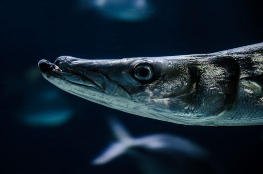 Detailed close-up of a majestic barracuda fish swimming underwater, showcasing its sharp features.