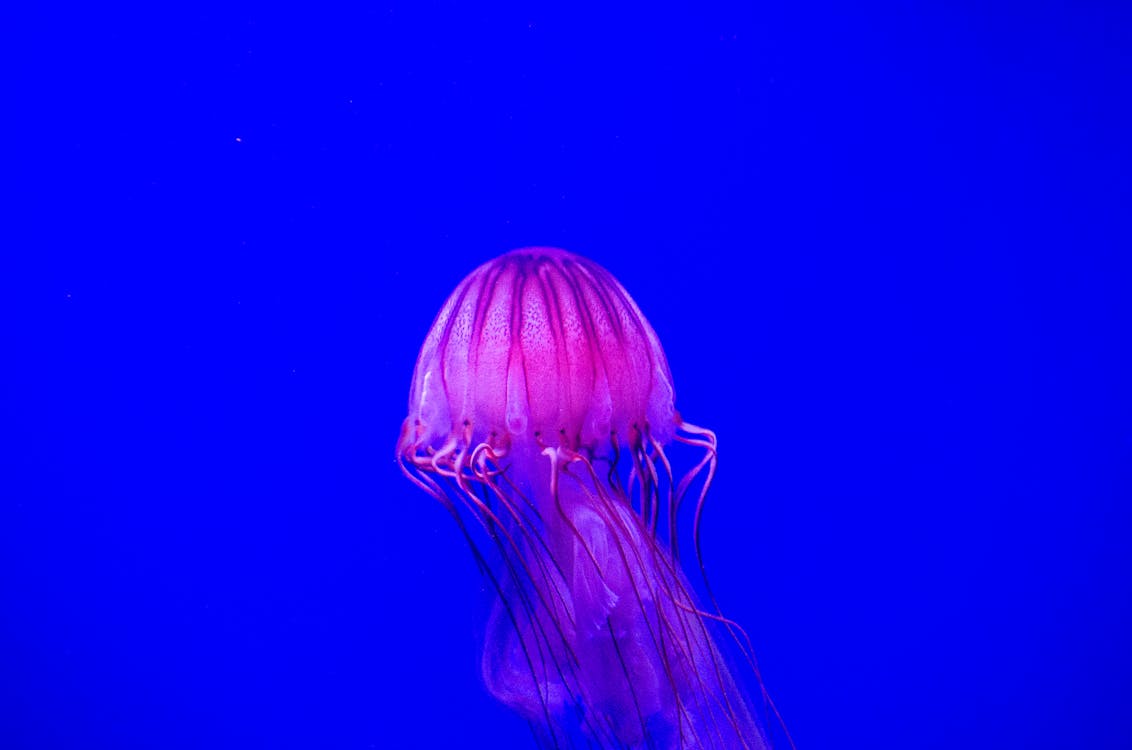 A Jellyfish Under the Water