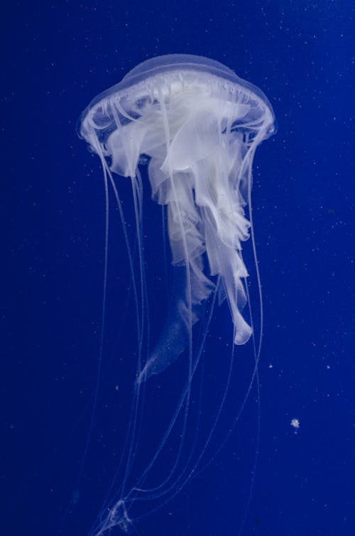 Free A White Jellyfish in Blue Water Stock Photo